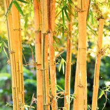 Phyllostachys Aureosulcata Exotic Golden-Stemmed 1 x 10L Potted Plant By T&M