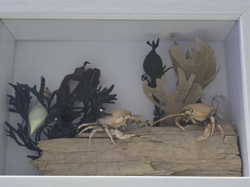 Lynns creations taxidermy - creations,
