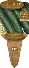 Cucumber Plants 'F1 Burpless