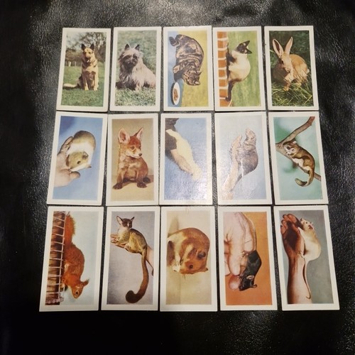 1960 pets horniman - pets, horniman's