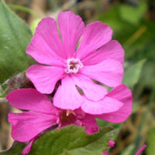 Red campion silene dioica - red,