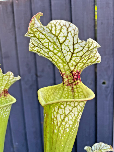 Sarracenia moorei wilkerson - moorei, 'wilkerson's