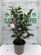 Camellia – Large Evergreen Shrub – 5L Pot 65–70cm – Pink Flowers Hardy Plant