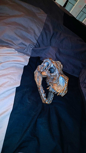 Dinosaurs dinosaur skull - dinosaurs,