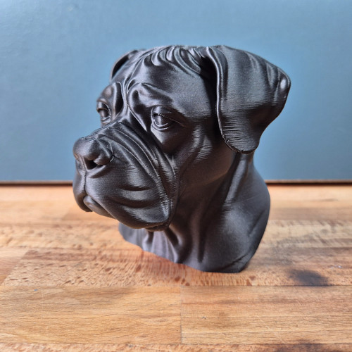 Cane corso bust - corso,