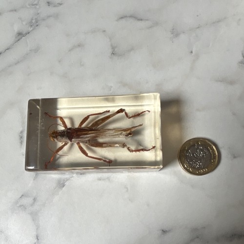 National geographic bug - national,