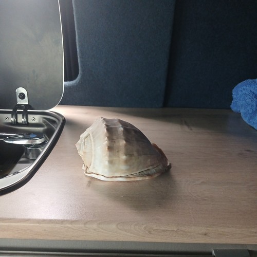 Queen conch beautiful medium - queen,