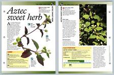 Aztec Sweet Herb - Directory - Secret World Of Herbs Fact File Card