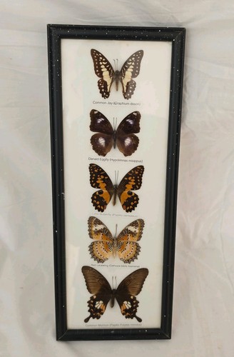 Vintage framed species - 5,