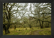 Strange Trees Framed Wall Art