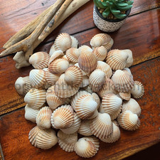 Large lot 100 - of, shells