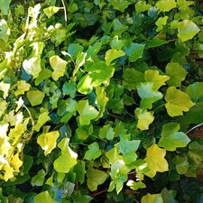Hedera helix english ivy - ,