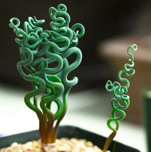 Succulent seeds living - 15+,