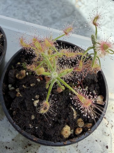Drosera scorpioides pygmy - drosera, scorpioides-