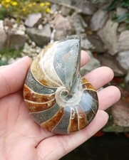 Nautilus Fossil - Top Quality