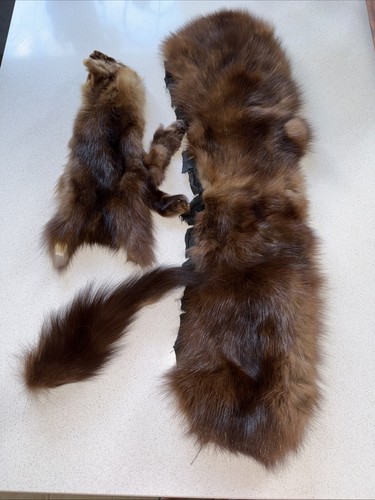 Sable fur pieces - sable, 3