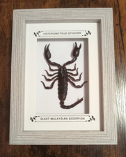 Taxidermy Real Framed Insects