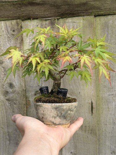Mame japanese maple - mame, in