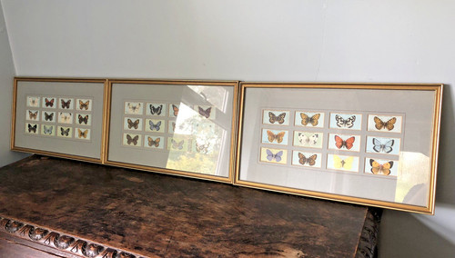 Vintage framed butterfly - framed,
