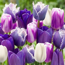 Paradise Purple Tulip Mix, Pack of 20 Bulbs, Early Spring Flowering Bulbs