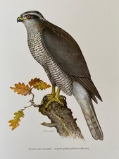 Northern goshawk bird print