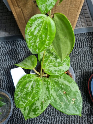 Hoya latifolia snow - hoya,