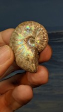 Ammonite Fossil Cleoniceras