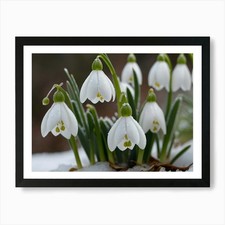 Snowdrops Art Print Framed Wall Art Poster Canvas Print Picture