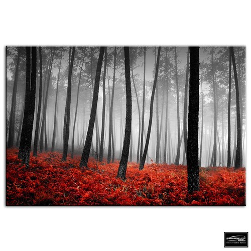Stunning forest landscapes - stunning,