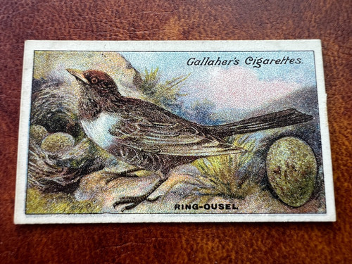 Gallaher birds nests eggs - -,