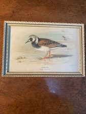 Framed Vintage Bird Lithograph