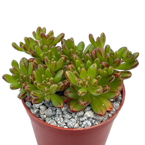 Aeonium sedifolium uk grown - aeonium,
