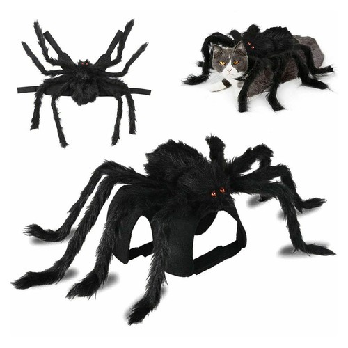 Halloween pet spider black - halloween,