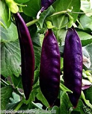 GARDEN PEA SEEDS UNUSUAL
