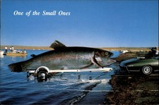 Exaggeration large fish