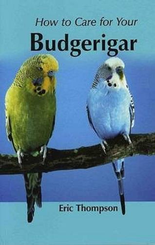 Your first budgerigar - your,