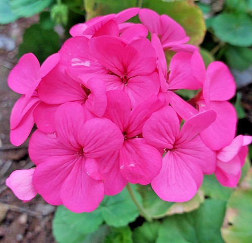 15x geranium seeds - 15x,