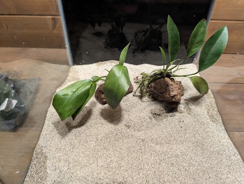 Anubias congensis lava - anubias,
