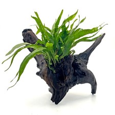 Java Fern Narrow Leaf on