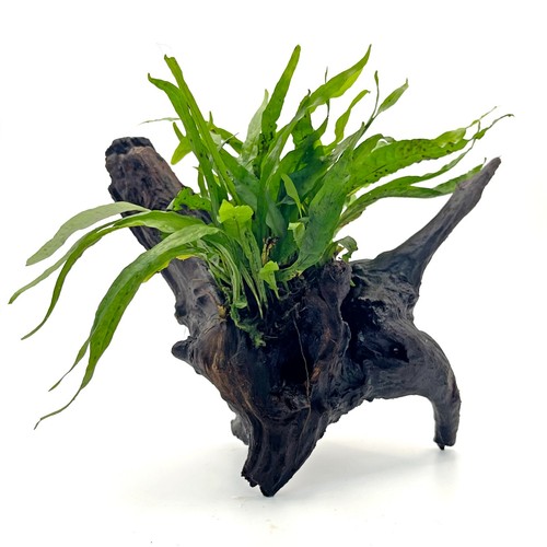 Java fern narrow leaf - fern, on