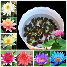 10X Seeds Lotus Mix Flower