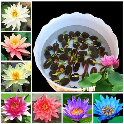 10x seeds lotus mix flower - lotus,