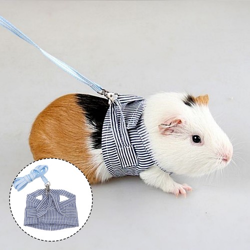 Small pet guinea pig rabbit - pet,