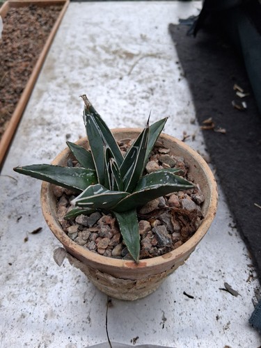 Cactus grown from seed - grown,