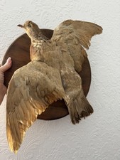 Taxidermy Pigeon On Wooden