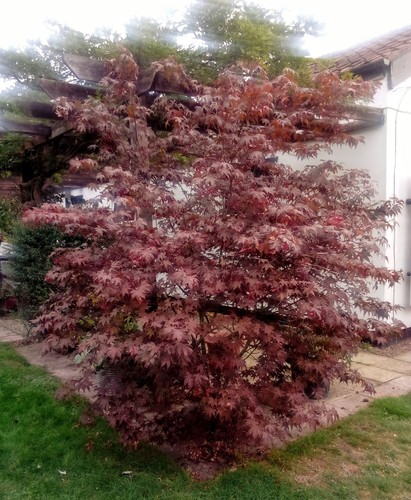 Acer palmatum japanese maple - 'japanese, maple'
