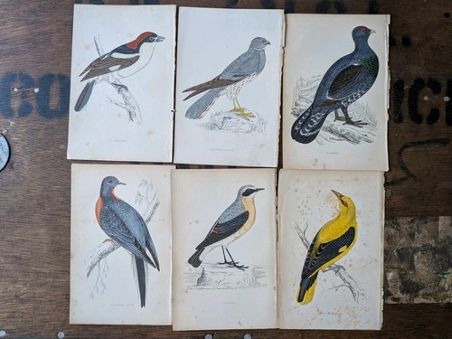 Antique bird prints 1870s - 6x,