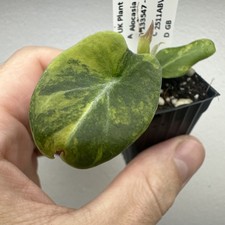 Alocasia black velvet Gold Aurea - Very rare variegated aroid plant ref 11BVG06