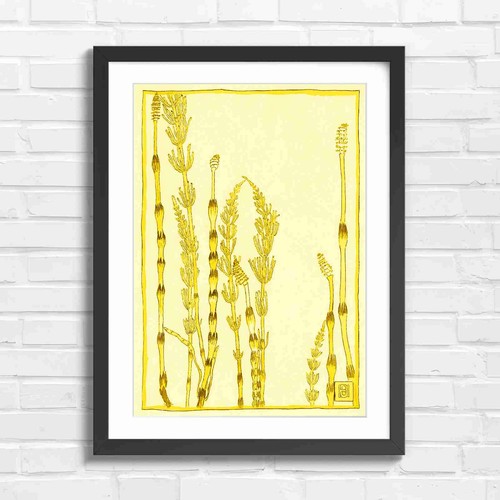 Botanical equiseum stems - equiseum,