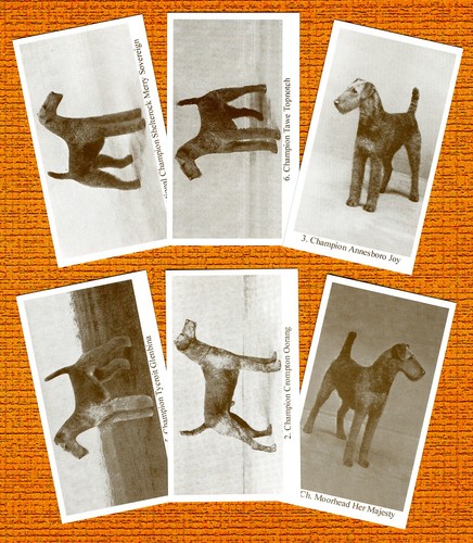 Airedale terrier set six named - terrier,